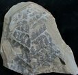 Million Year Old Fern Fossil #7857-1